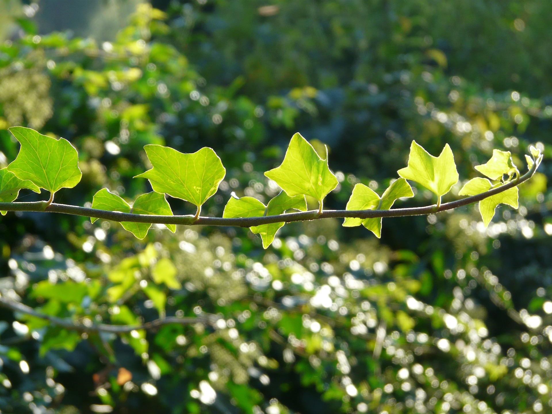 Foto: Naturfaget.dk